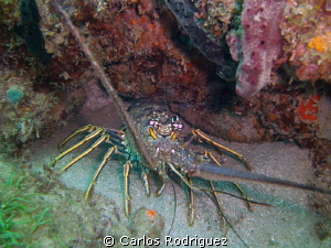 Lobster hidding and waiting for sunset. by Carlos Rodriguez 
